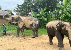 バンコクからお手軽に行ける!象とふれあい体験 ~バンコク・エレファントパーク~<送迎時ガイド無し/パーク内は英語ガイド>