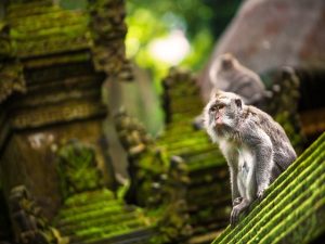 バリ島 アニマルツアー!エレファントライド、ウブド散策&ナイトサファリ