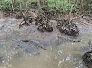 【ユネスコ保護区を訪問】マングローブの森探検とクルーズ体験 <日本語ガイド&昼食付き>