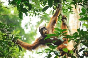 <安心の日本語ガイド付き!>野生動物リハビリ活動